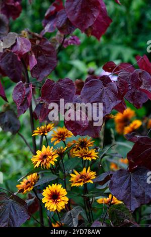 Heliopsis helianthoides var scabra coeurs brûlants,cuivre,orange,fleurs,fleur,jardin,jardins,RM Floral Banque D'Images