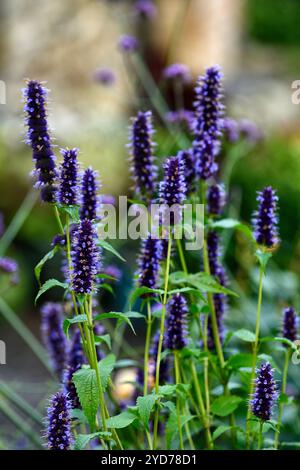 Agastache rugosa Liquorice Blue, menthe coréenne, grandes pointes de fleurs bleu violet lavande, pointe de fleur, jardin, RM Floral Banque D'Images