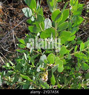 Manzanita (Arctostaphylos glauca) Banque D'Images