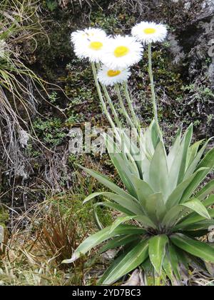 Grande Marguerite des montagnes (Celmisia semicordata) Banque D'Images