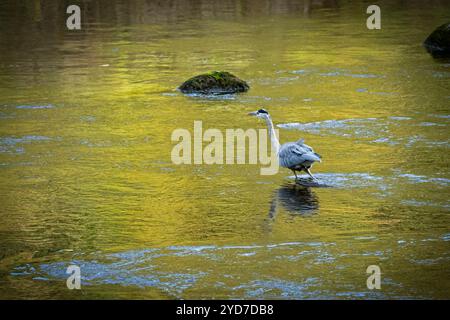 Héron gris peu profond (échassier à longues pattes, bec pointu pointu pointu, chasse prédateur pêche, chasse en attente de proie) - Yorkshire Dales, Angleterre, Royaume-Uni. Banque D'Images