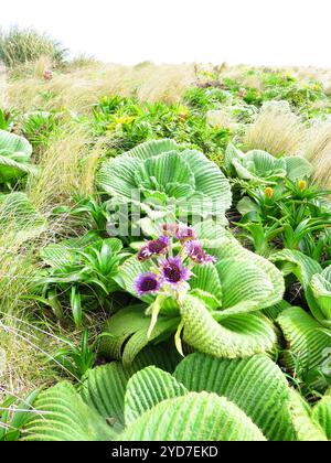 Campbell Island Daisy (Pleurophyllum speciosum) Banque D'Images