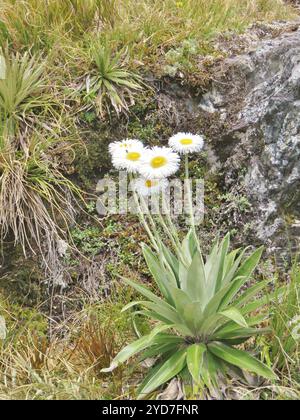 Grande Marguerite des montagnes (Celmisia semicordata) Banque D'Images