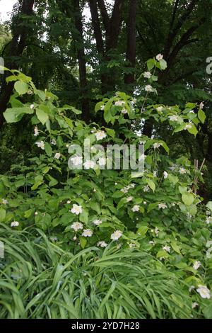 Calycanthus chinensis, arbuste doux chinois Banque D'Images