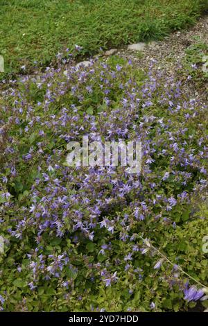 Campanula poscharskyana, chellfleur serbe Banque D'Images