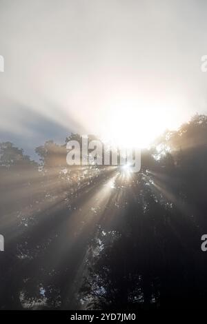 La lumière du soleil du matin filtre à travers la brume et la canopée des arbres près de Kelso, en Écosse. Banque D'Images