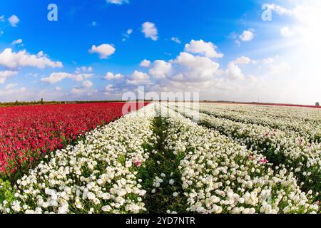 Les kibboutzim du sud poussent de belles fleurs. Soleil printanier lumineux et nuages luxuriants. Champs pittoresques de grands papillons blancs et rouges en éponge. ISRA Banque D'Images