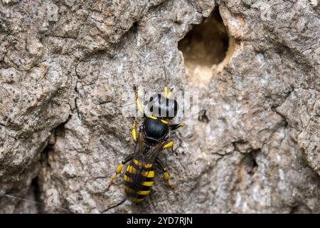 Une guêpe femelle (peut-être Ectemnius sp) patrouillant la surface d'un arbre mort à la recherche de mouches pour stocker son nid. Barnes Park, Sunderland, Royaume-Uni Banque D'Images