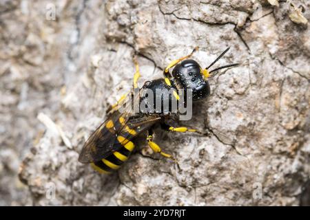 Une guêpe femelle (peut-être Ectemnius sp) patrouillant la surface d'un arbre mort à la recherche de mouches pour stocker son nid. Barnes Park, Sunderland, Royaume-Uni Banque D'Images