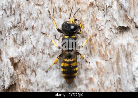 Une guêpe femelle (peut-être Ectemnius sp) patrouillant la surface d'un arbre mort à la recherche de mouches pour stocker son nid. Barnes Park, Sunderland, Royaume-Uni Banque D'Images