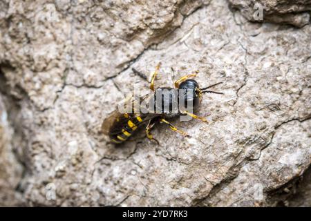 Une guêpe femelle (peut-être Ectemnius sp) patrouillant la surface d'un arbre mort à la recherche de mouches pour stocker son nid. Barnes Park, Sunderland, Royaume-Uni Banque D'Images