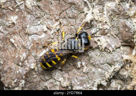 Une guêpe femelle (peut-être Ectemnius sp) patrouillant la surface d'un arbre mort à la recherche de mouches pour stocker son nid. Barnes Park, Sunderland, Royaume-Uni Banque D'Images