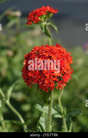 Lychnis chalcedonica, amour brûlant Banque D'Images