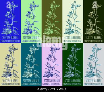 Ensemble de dessin vectoriel de BLUEBELL ÉCOSSAIS en différentes couleurs. Illustration dessinée à la main. Nom latin CAMPANULA ROTUNDIFOLIA L. Illustration de Vecteur
