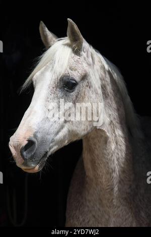 23.06.2024, Bruchmuehle, Brandebourg, GER - Arabisches Vollblut im Portrait. PFERD, Arabisches Vollblut, Araber, Vollblutaraber, Rasse, Pferderasse, Portrait, Portraet, halfterlos, ohne Halfter, Schimmel, Freisteller, Fliegenschimmel 240623D074BRUCHMUEHLE.JPG *** 23 06 2024, Bruchmuehle, Brandebourg, GER pur-sang arabe en portrait cheval, pur-sang arabe, arabe, pur-sang arabe, race, race de cheval, portrait, portrait, sans haltère, sans haltère, cheval gris, franc, gris mouche 240623D074BRUCHMUEHLE JPG Banque D'Images