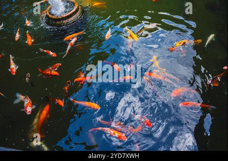 Des carpes japonaises colorées ou des poissons Koi nagent dans un étang d'une pagode en Asie Banque D'Images