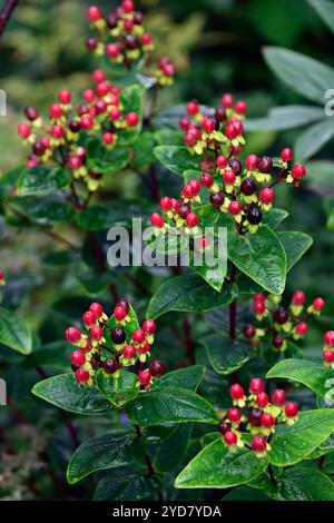 Hypericum Miracle attraction,baies rouges brillantes,millepertuis,plante médicinale, arbuste, arbustes, baies rouges,baies rouges,RM Floral Banque D'Images