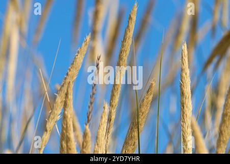 Gros plan de l'herbe de marram avec le ciel bleu en arrière-plan Banque D'Images