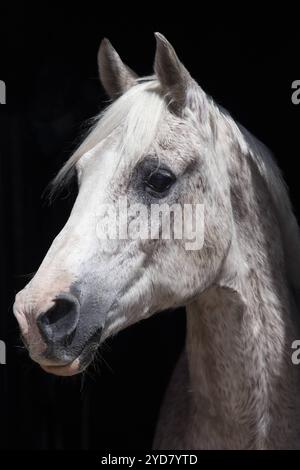 23.06.2024, Bruchmuehle, Brandebourg, GER - Arabisches Vollblut im Portrait. PFERD, Arabisches Vollblut, Araber, Vollblutaraber, Rasse, Pferderasse, Portrait, Portraet, halfterlos, ohne Halfter, Schimmel, Freisteller, Fliegenschimmel 240623D504BRUCHMUEHLE.JPG *** 23 06 2024, Bruchmuehle, Brandebourg, GER pur-sang arabe en portrait cheval, pur-sang arabe, arabe, pur-sang arabe, race, race de cheval, portrait, portrait, sans haltère, sans haltère, cheval gris, franc, gris mouche 240623D504BRUCHMUEHLE JPG Banque D'Images