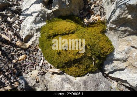 Scleranthus uniflorus, genou bas Banque D'Images
