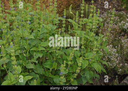 Salvia hispanica, chia mexicain Banque D'Images