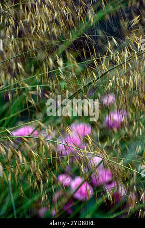 stipa gigantea et Rosa Wildeve, stipa gigantea et Rosa Wildeve, stipa et roses, stipa gigantea et rose, rose et herbe, roses et herbes, plantin mixte Banque D'Images