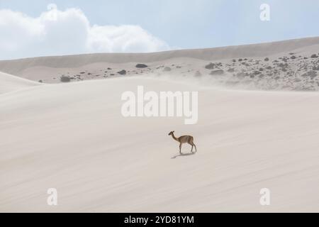 Vicunas sauvages sur les dunes de sable en Argentine, Amérique du Sud Banque D'Images