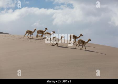 Vicunas sauvages sur les dunes de sable en Argentine, Amérique du Sud Banque D'Images