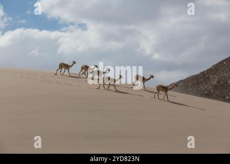 Vicunas sauvages sur les dunes de sable en Argentine, Amérique du Sud Banque D'Images