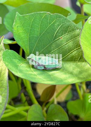 Minuscule grenouille verte assise sur une feuille Banque D'Images