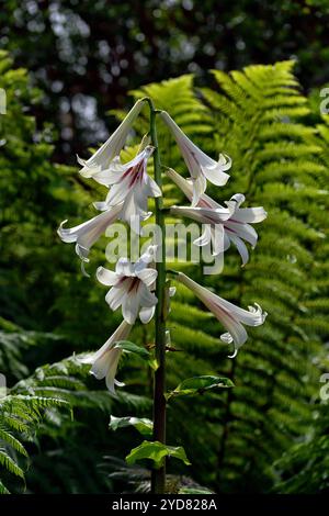 Cardiocrinum giganteum var yunnanense, Yunnan géant Lily, lys, lilium , fleurs, fleurs, plantes, bois, bois, ombre, ombre, Ombre, Floral RM Banque D'Images