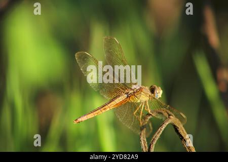 Dragonfly sur plante sèche dans la nature. Mise au point sélective. Banque D'Images