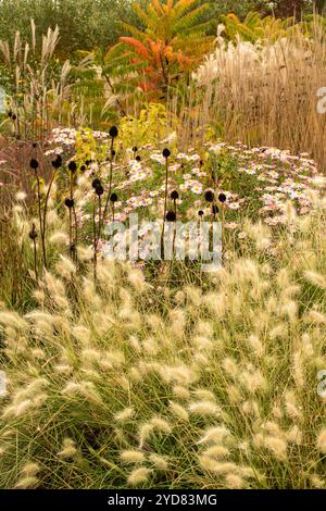 Image de bordure de fleur intime mettant en vedette Pennisetum Villosum. Plaisir, amusement, divertissement, diversion, distraction, séduisant, fiable, authentique Banque D'Images