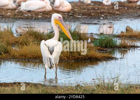 Pélican à bec jaune, Mycteria ibis, du groupe Pelecanus, grand oiseau fréquentant les zones humides et les lacs d'eau douce, Kenya, Afrique Banque D'Images