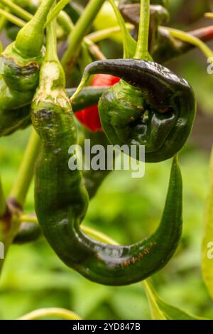 Intéressant gros plan portrait de plante alimentaire de Chilli 'Joe's long', Chili de Cayenne Chili.poivre spray, gaz lacrymogène, irritants chimiques, armes moins létales, Banque D'Images