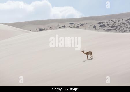 Vicunas sauvages sur les dunes de sable en Argentine, Amérique du Sud Banque D'Images