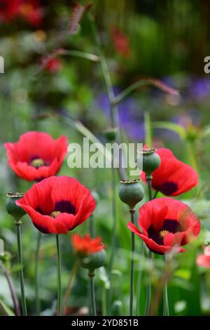 Papaver comutatum Ladybird, pavot oriental, fleurs rouges à pois noirs, floraison, fleurs, pavot annuel, coquelicots, gousses, têtes de semis, RM Floral Banque D'Images