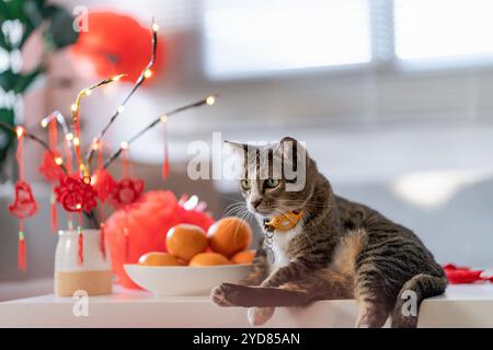 Chat Préparez les célébrations du nouvel an chinois à la maison. Mignon chat domestique shorthair mettant pendentif traditionnel à la lunaire chinoise Banque D'Images