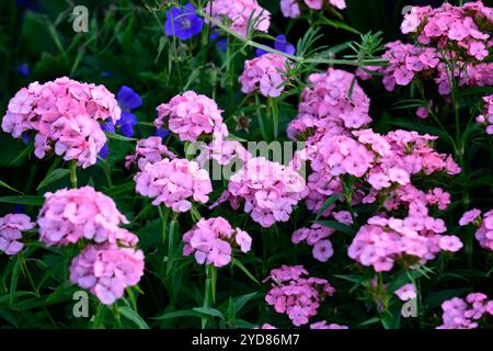 dianthus barbatus, doux William, fleur rose, fleurs roses, biennale herbacée, vivace courte, RM Floral Banque D'Images