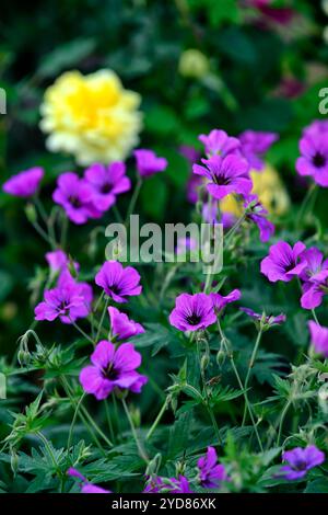 Anne géranium Geranium procurrens, Thomson x Geranium psilostemon, magenta, fleur, fleurs, plantes vivaces, fleurs, plantes vivaces, RM Banque D'Images