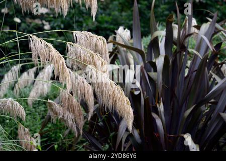 Calamagrostis emodensis, phormium, herbe ornementale, herbes ornementales, jardin, jardins, tête de graines, têtes de graines, RM Floral Banque D'Images