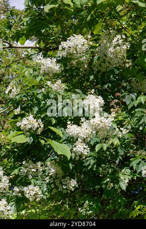 Rose blanche (Rosa sp.) Dense grappe de fleurs en hauteur parmi les arbres bordant un jardin, Wiltshire, Royaume-Uni, juillet. Banque D'Images