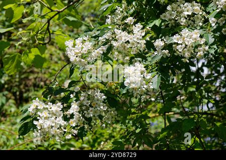 Rose blanche (Rosa sp.) Dense grappe de fleurs en hauteur parmi les arbres bordant un jardin, Wiltshire, Royaume-Uni, juillet. Banque D'Images