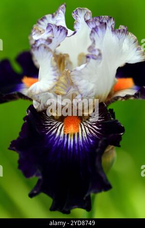 Iris Terre à Silex, grand iris barbu, étalons blancs, bord de plicata violet mince ; chutes violettes noires, fleurs d'iris blanches et violettes, RM Floral Banque D'Images