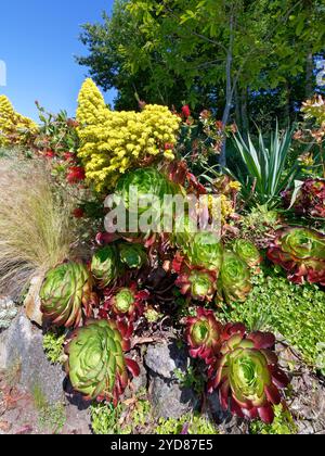 Arbre houseleek (Aeonium arboreum) floraison dans Tremenheere sculpture Gardens, près de Penzance, Cornouailles, Royaume-Uni, juin. Banque D'Images