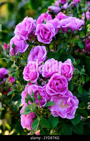 Rosa princesse Alexandra de Kent, Ausmerchant, arbuste anglais Rose élevé par David Austin, fleurs rose vif, fleur rose vif, RM Floral Banque D'Images