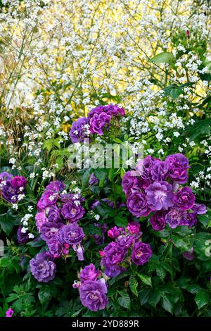 rosa rhapsody en bleu, frantasia, rose, fleur bleu violet, rose, roses, fleurs bleu violet profond, rose floribunda, fleurs, floraison, crambe cordifolia, ro Banque D'Images