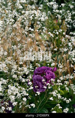 rosa rhapsody en bleu, frantasia, rose, fleur bleu violet, rose, roses, fleurs bleu violet profond, rose floribunda, fleurs, floraison, crambe cordifolia, ro Banque D'Images