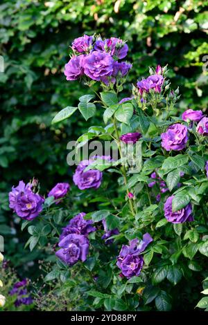 rosa rhapsody en bleu, frantasia, rose, fleur bleu violet, rose, roses, fleurs bleu violet profond, rose floribunda, fleurs, floraison, RM Floral Banque D'Images