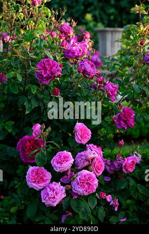 Rosa Young Lycidas, Ausvibrant, Rose Young Lycidas, arbuste anglais Rose élevé par David Austin, fleurs roses profondes, fleur rose profonde, RM Floral Banque D'Images